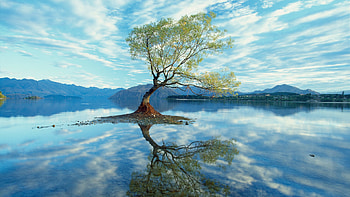 Cool tree Windows 10 HD wallpaper
