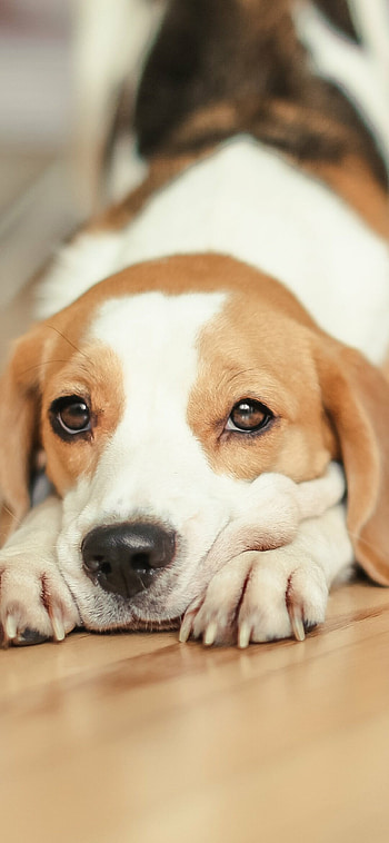 Beagle, Animal beagle, Beagle , Beagle HD phone wallpaper