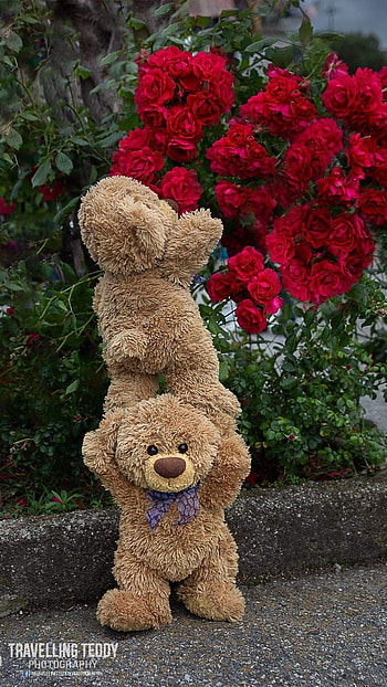 Teddy Bear Live, Cute Soft Toy, Aesthteic, aesthetic HD phone wallpaper
