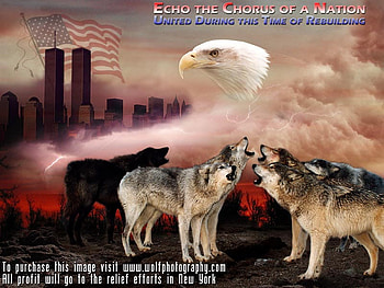 Another Lovely , birds, wolves, black wolf, grey wolf, war, planet, clouds, new york, wolves howling, peace, america, bald eagle HD wallpaper