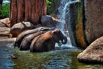 *** ELEPHANTS ***, BATH, ANIMAL, ELEPHANTS, ANIMALS, WATER HD wallpaper
