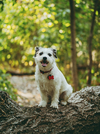 Funny, Animals, Wood, Tree, Dog, Pet, Protruding Tongue, Tongue Stuck Out HD phone wallpaper