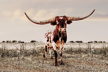 Sato and horns, Guinness book of world records, Bay city, Scott evans HD wallpaper