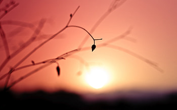 Macro Leaves Sunset, trees, leaves, nature, macro HD wallpaper