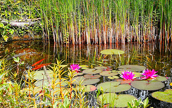 Nature, Grass, Summer, Swamp, Water Lilies HD wallpaper