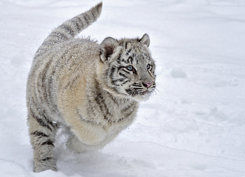 Animals, Winter, Snow, Tiger, Albino, Run, Run Away HD wallpaper