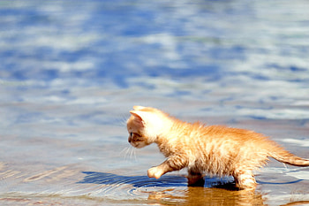 Lost Kitty, cat, water kitten cute, beach, lost HD wallpaper