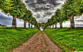 dirt-road, clouds, trees, fields, nature HD wallpaper