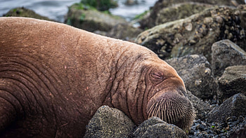 Sleeping, Walrus HD wallpaper