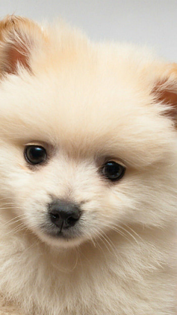 Cute dog, Adorable puppy, Lovely pet HD phone wallpaper