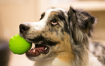 Dog, sweet, animal, dogs, cute, beautiful, puppys, puppy, pretty, animals, lovely HD wallpaper