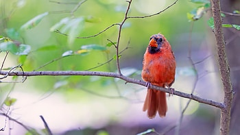 Bird, animal, fly, sit HD wallpaper
