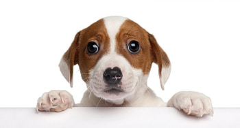 Dog, sweet, pay, dogs, puppies, cute, beautiful, beauty, playful, playful dog, puppy, dog face, pretty, animals, face, bubbles, lovely HD wallpaper