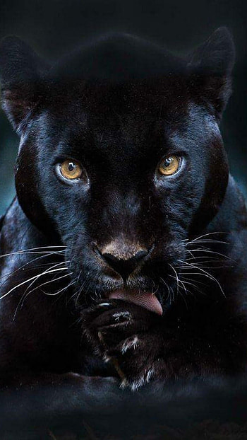 Black, Panther, black panther HD phone wallpaper