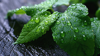 Mint leaves , backgrounds, Fresh leaves, Green foliage HD wallpaper