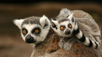 Wild lemur, Jungle dweller, Exotic wildlife, Untamed beauty HD wallpaper