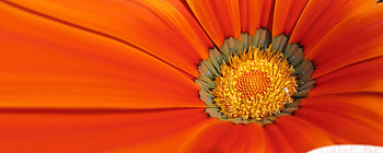 Orange beauty, orange, flower HD wallpaper
