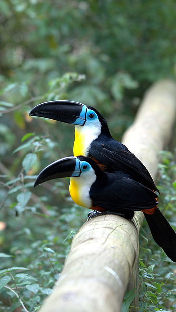 Toucans, Amazing Bird HD phone wallpaper