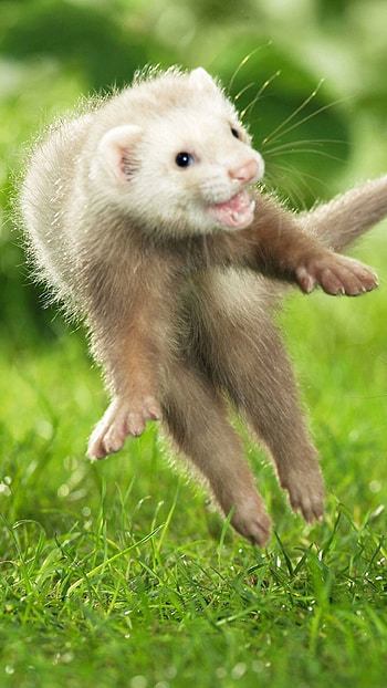 Playful, Ferrets HD phone wallpaper