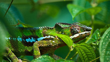 Animals, Leaves, Chameleon, Paws, Eye, Pimples, Pup HD wallpaper