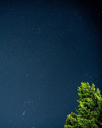 Nature, Leaves, Stars, Night, Wood, Tree, Starry Sky, Branches HD phone wallpaper