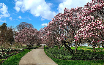 Path of Magnolias, path, Latvia, trees, spring, magnolias HD wallpaper