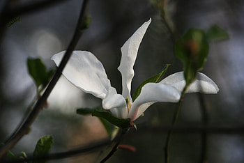 White magnolia, Serene beauty, , Peakpx HD wallpaper