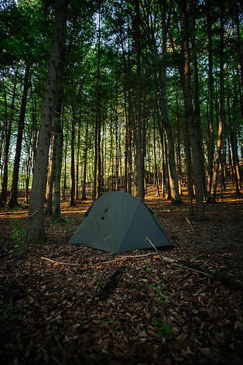 Trees, Miscellanea, Miscellaneous, Forest, Tent, Camping, Campsite HD phone wallpaper