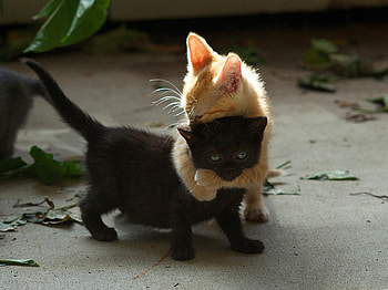 Animals, Couple, Pair, Redhead, Playful, Kittens HD wallpaper