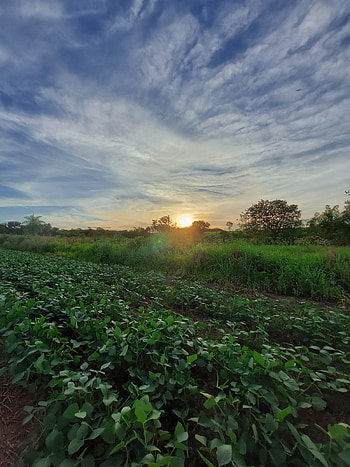 Atardecer, soja HD phone wallpaper