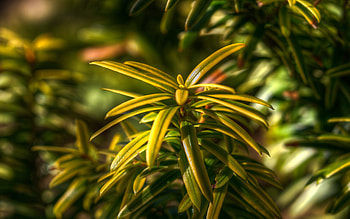 Leaves, Plant, Macro, Yew HD wallpaper