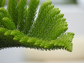 Nature, Needle, Branch, Needles HD wallpaper