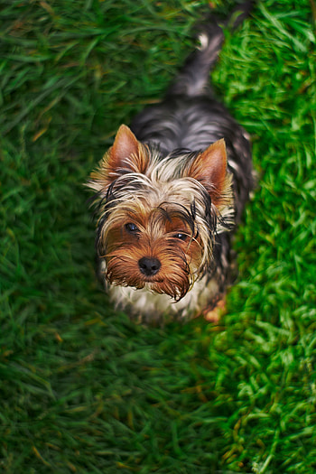 Cute, fluffy dog, adorable HD phone wallpaper