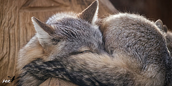 Gray Fox, Peaceful sleep, Resting in nature, Tranquil scene HD wallpaper