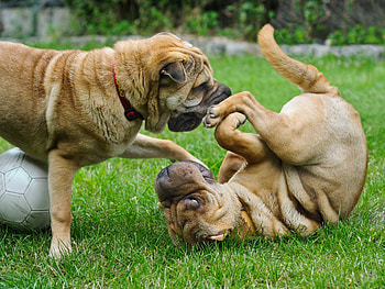 Animals, Dogs, Playful, Puppies, Shar Pei HD wallpaper
