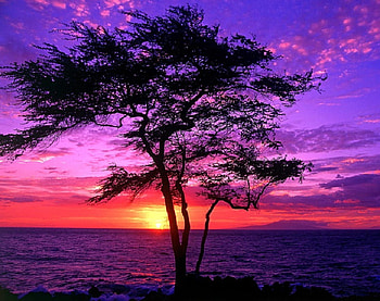 Tropical Sunset, coloured, sky, tree, sunset HD wallpaper