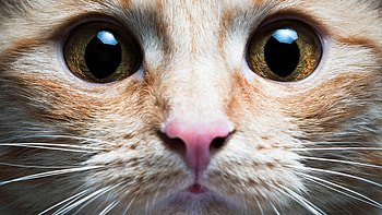 Kitten, pisica, animal, face, cute, cat, eye HD wallpaper