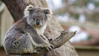 Stunning koala , Majestic koala , Striking , Koala gallery HD wallpaper