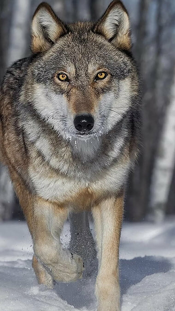 Wolf, Wolf Portrait HD phone wallpaper