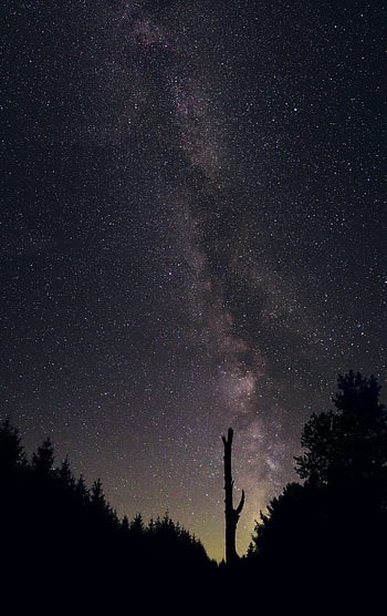 Trees, Stars, Night, Dark, Silhouette, Starry Sky HD phone wallpaper
