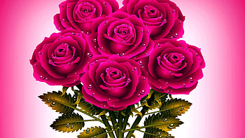 Pink Rose with Waterdrops, pink, roses, waterdrops, petals, nature, flowers, macro HD wallpaper