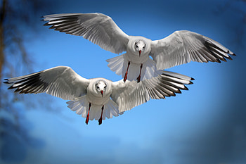 Seagulls, Animals, Birds, Flight, Wave, Sweep HD wallpaper