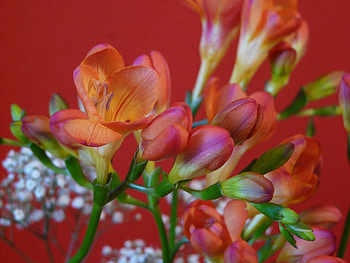 Plants, Flowers HD wallpaper