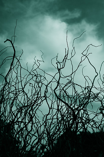 Nature, Sky, Clouds, Branches, Outlines HD phone wallpaper
