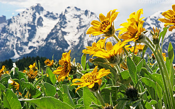 Mountain, sky, nature, flowers HD wallpaper