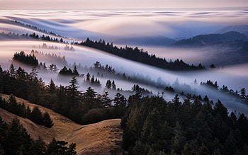 Morning Fog, landscape, trees, fog, morning HD wallpaper