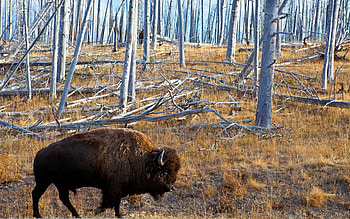 Animals, Grass, Forest, Stroll, Buffalo, Bison HD wallpaper