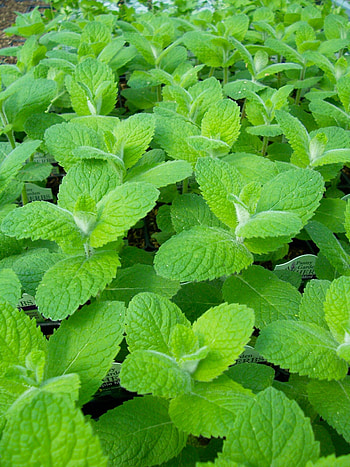 Apple mint, Mint Plant HD phone wallpaper
