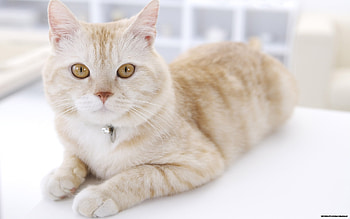 Animals, Cats HD wallpaper