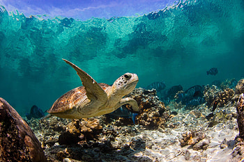Animals, Water, Fishes, Coral, Macro, Ocean, Turtle HD wallpaper